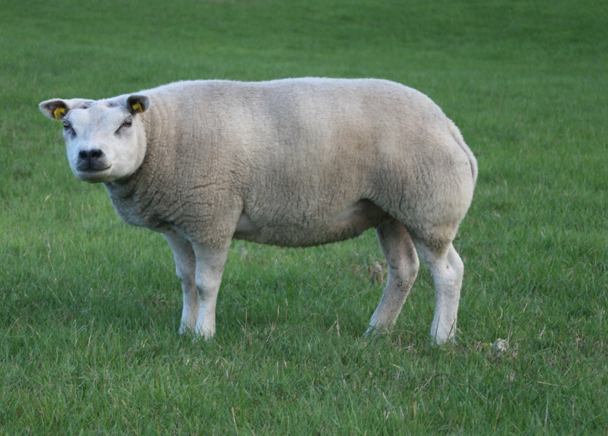 Dutch Texel Dutch Texel