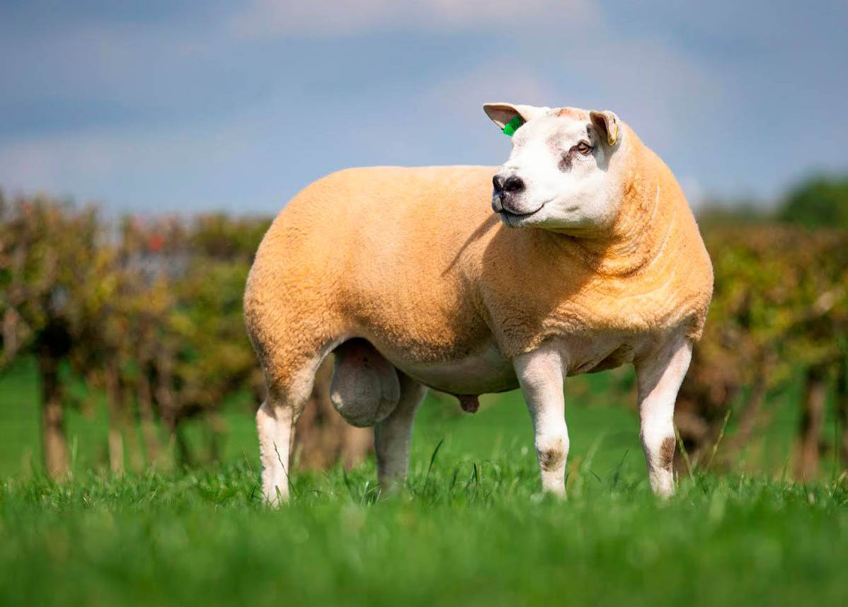 British Texel British Texel