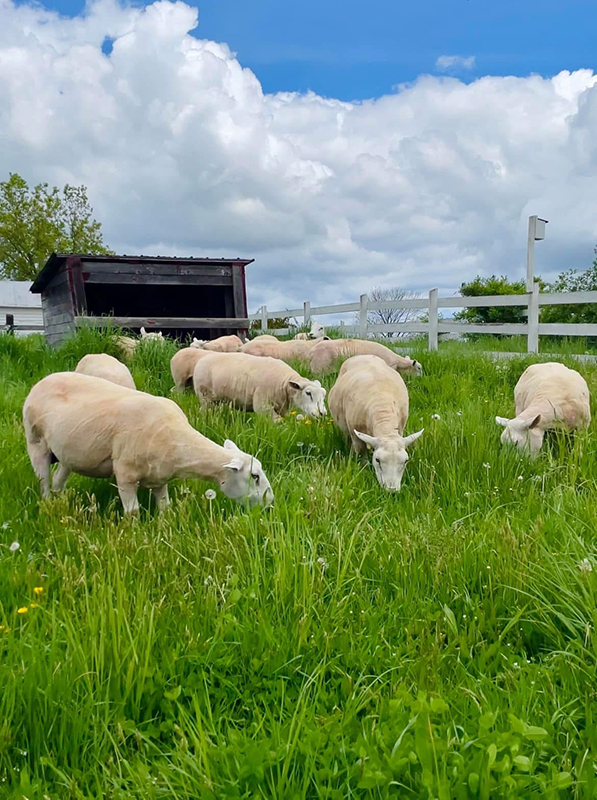 Grass Efficiency Why Texels