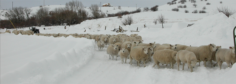 Hardy and Adaptable Why Texels