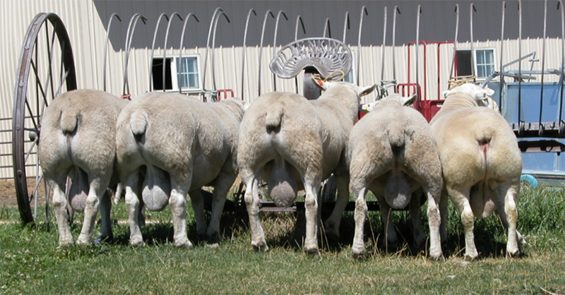 Proven Terminal Sires Why Texels