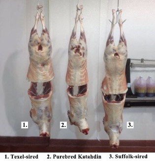 texelsiredlambs
