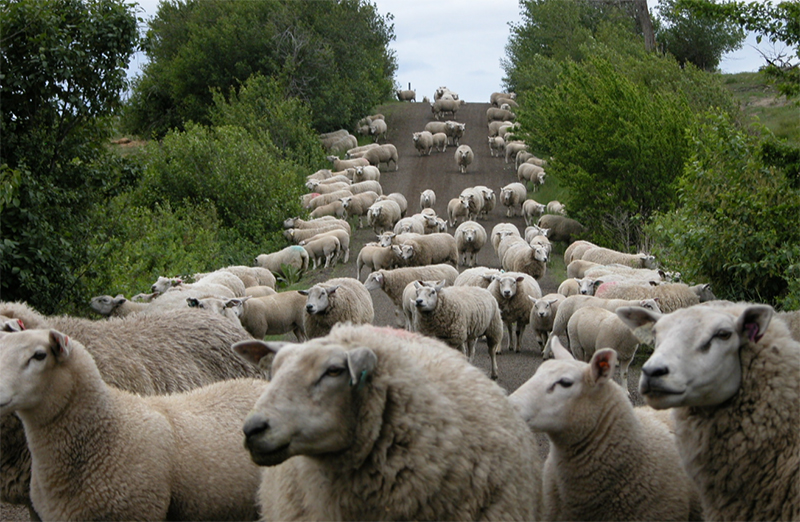 Texels on the Road Why Texels